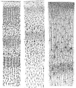 Cajal_cortex_drawings