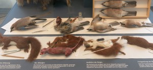 Methods for preparation of specimens on display at Berlins museum fur Naturkunde. Photo by the author.