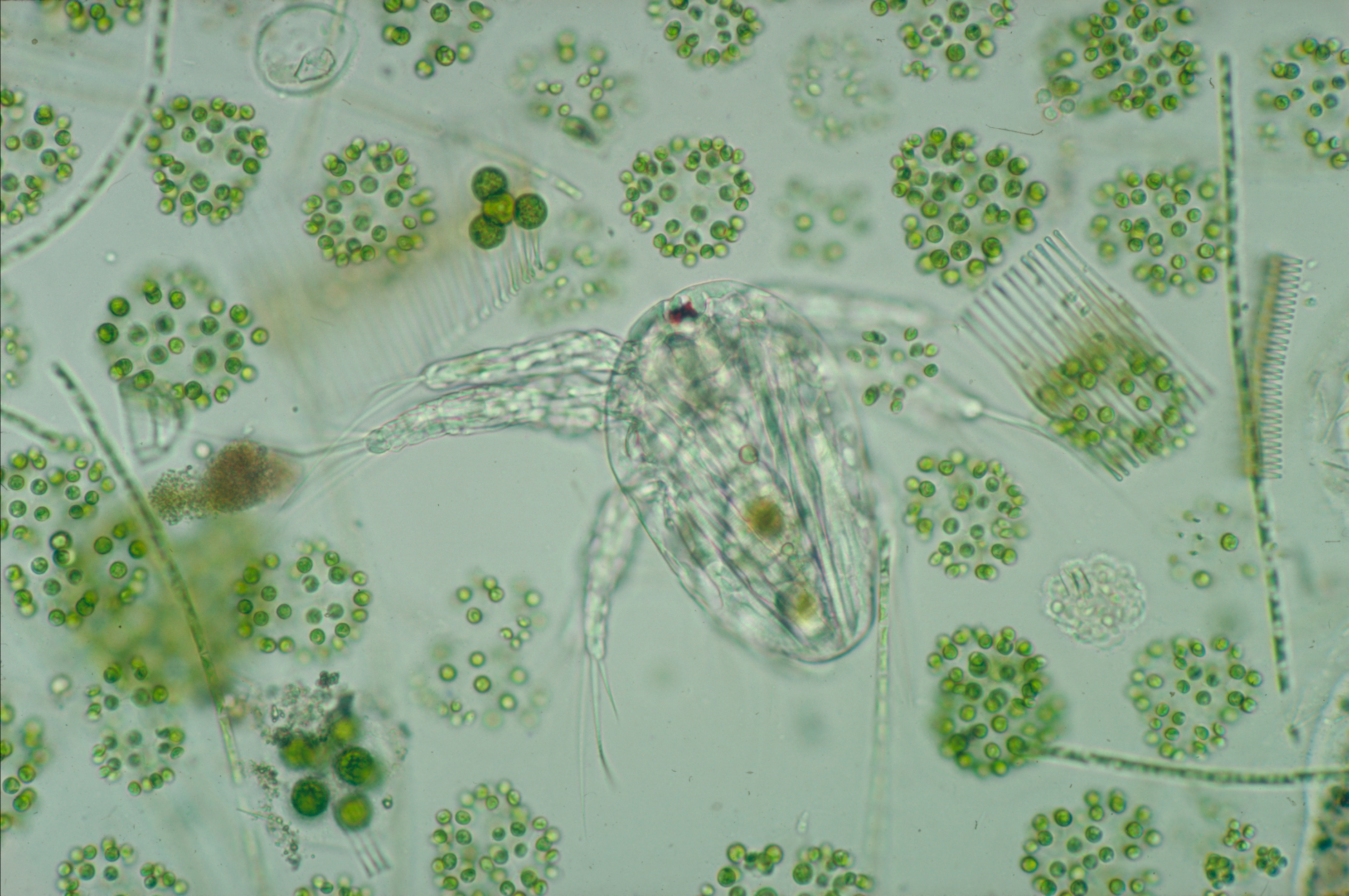 Фитопланктон вес